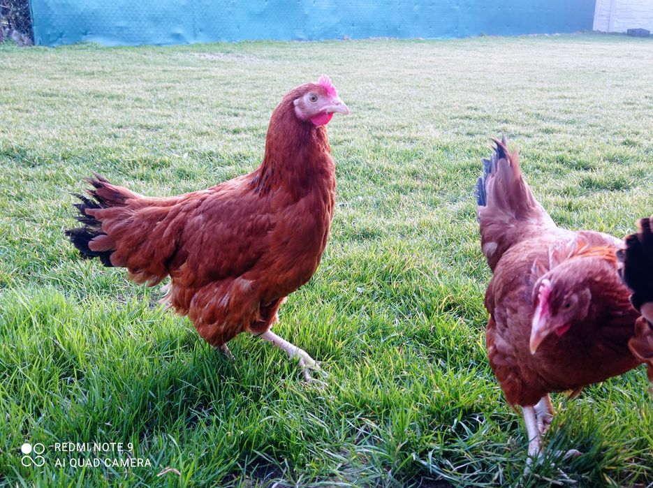 Kury nioski Rossa młode kokoszki leghorn zielononóżki na jajko