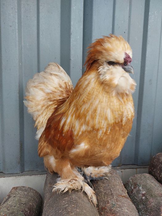 Kogut silka satynowa jedwabista lokowana