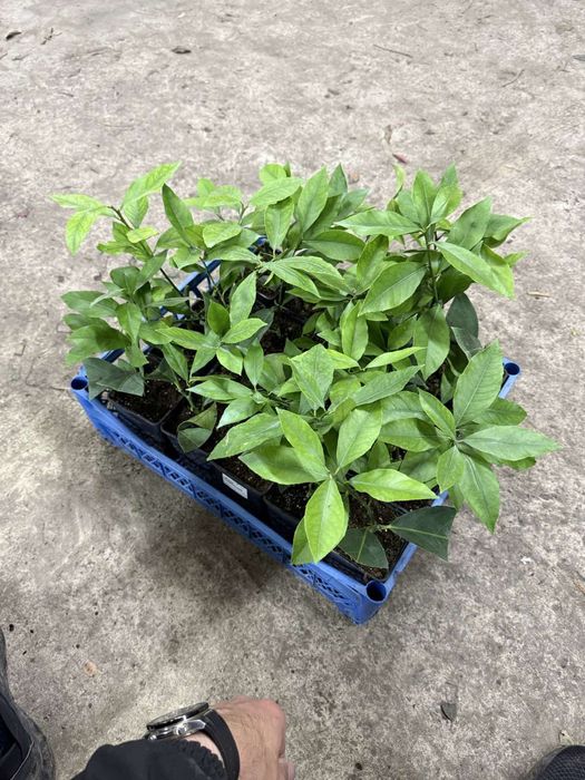 Апельсин, лимон, мандарин