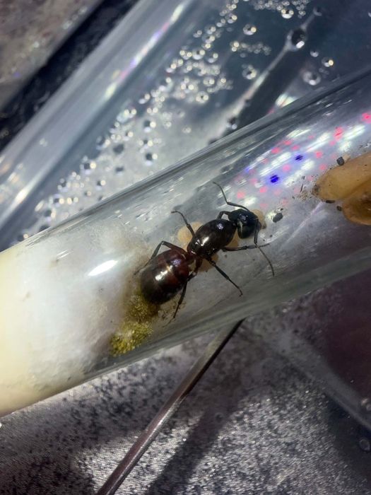 Piękna niespotykanie ubarwiona Camponotus ligniperda Q+potomstwo