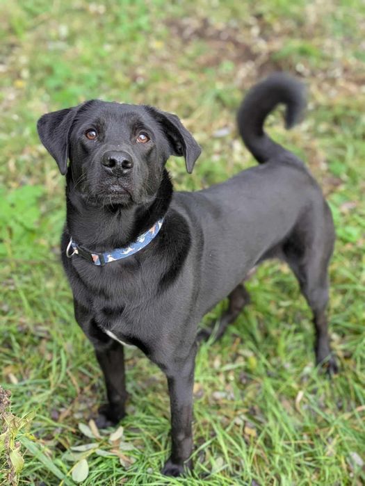 Pepper wielkości Labradora szuka domu!