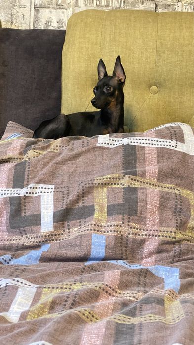 Той терьер мальчик и две девочки