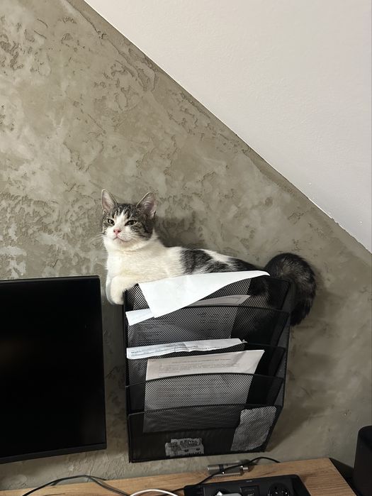 Młodziutka kotka Zorza