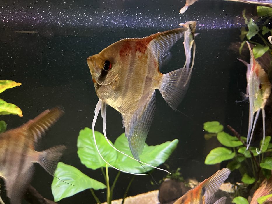 Sprzedam młode skalary.