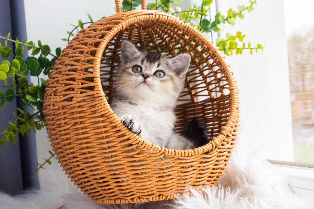 Шотландський котик чекає вас