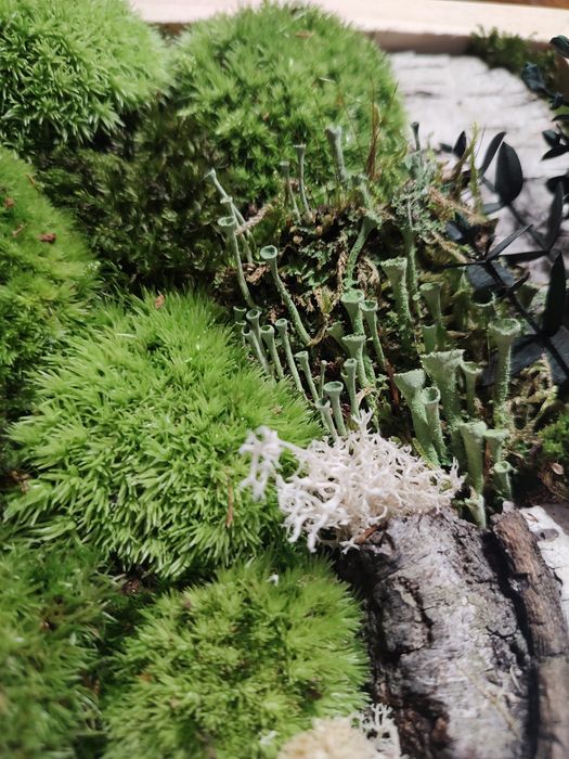 Żywy obraz z mchu i kory. 100% naturalny