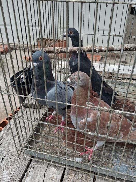 Pombas correias adultas