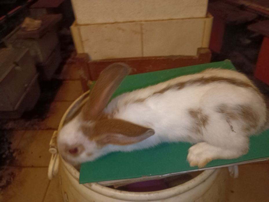 Coelhos Gigantes borboleta