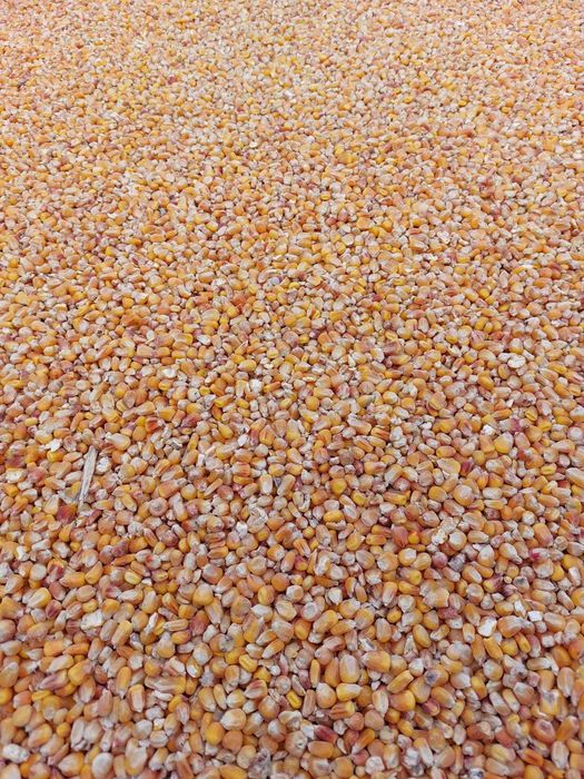 Kukurydza sucha ziarno- 50kg, 500kg. Pszenica-50,500kg.