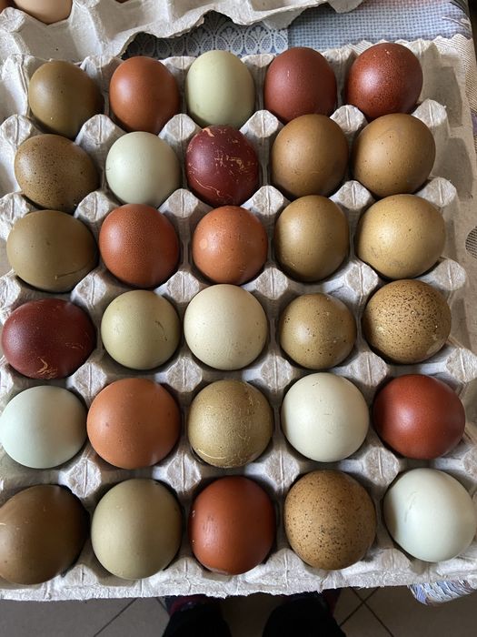 Інкубаційні яйця мішаних порід