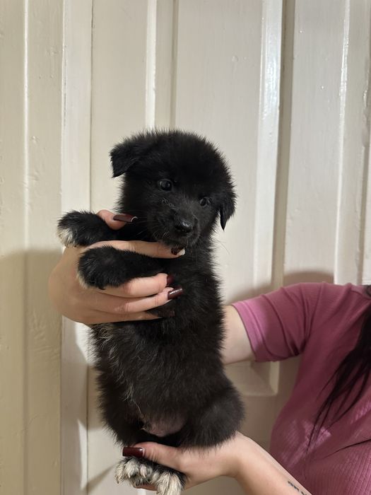 Щенки Акита-ину