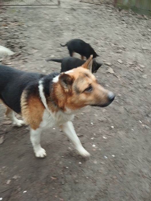 Pieski szukaja do domu