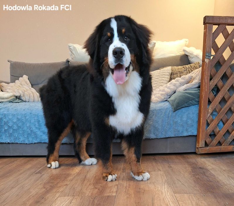 Berneński pies pasterski uroczy piesek z rodowodem ZKwP/FCI