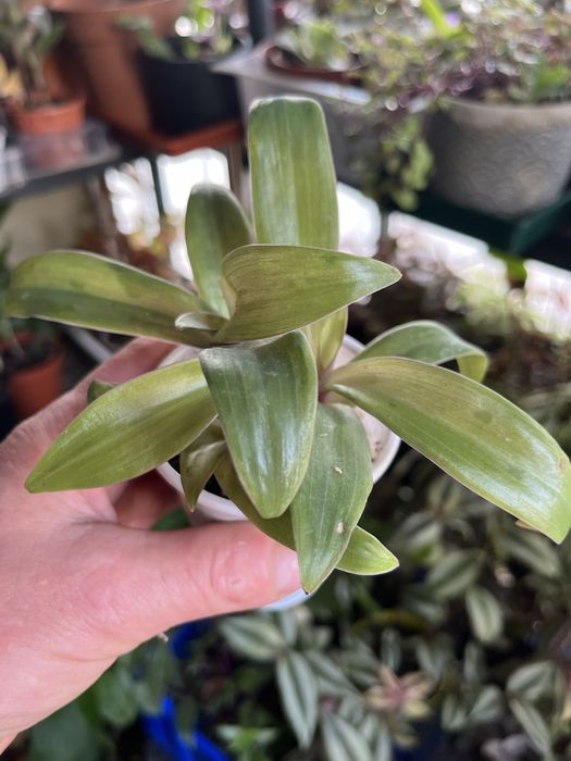 Mudas da minha coleção , dusponives