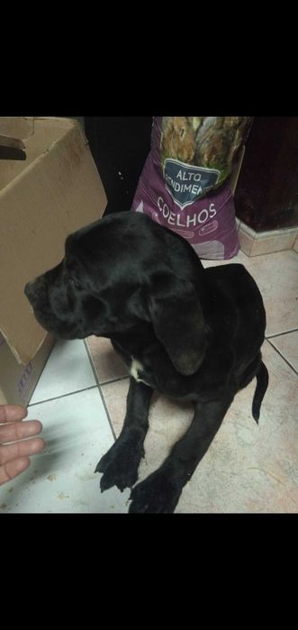 Venda de cao cane corso