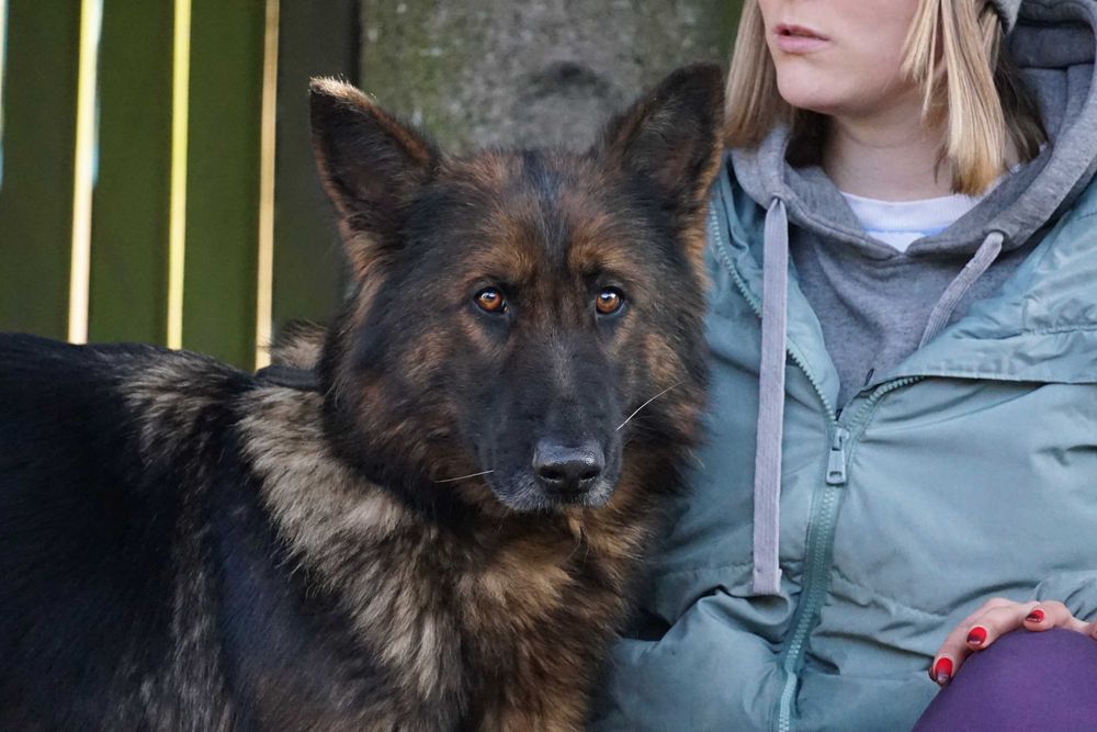 Stopka - śliczna sunia w typie owczarek niemiecki