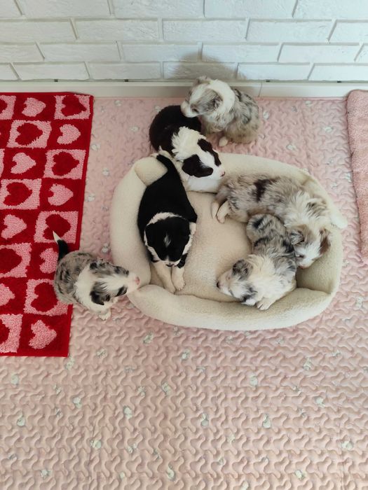 Border collie. Szczeniak. Badania