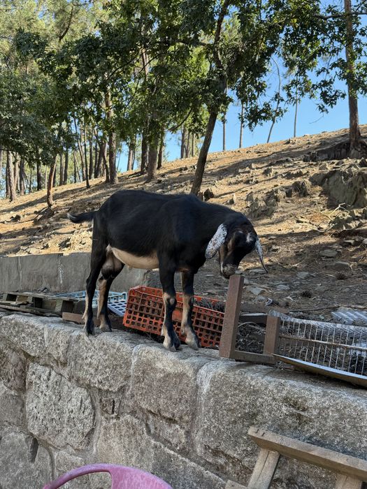 Bode / Cabrito Macho