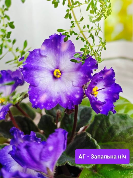 Фиалки сортовые детки