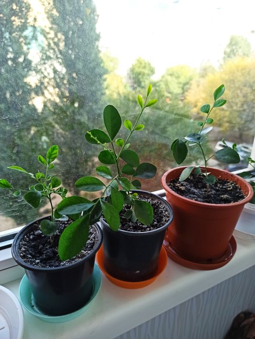 Продам саженцы  Муррайи метельчатой, детки, в Днепре.