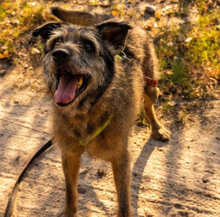 AMBROŻY szuka kochającego domu