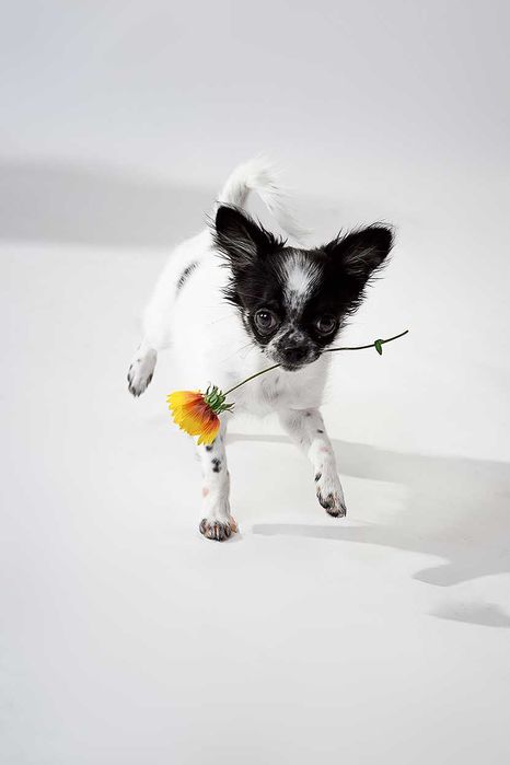 Маленькие малыши с огромным любящим сердцем, для лучших родителей!!!