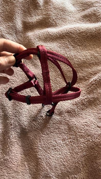 Ошейник для кота чи собаки