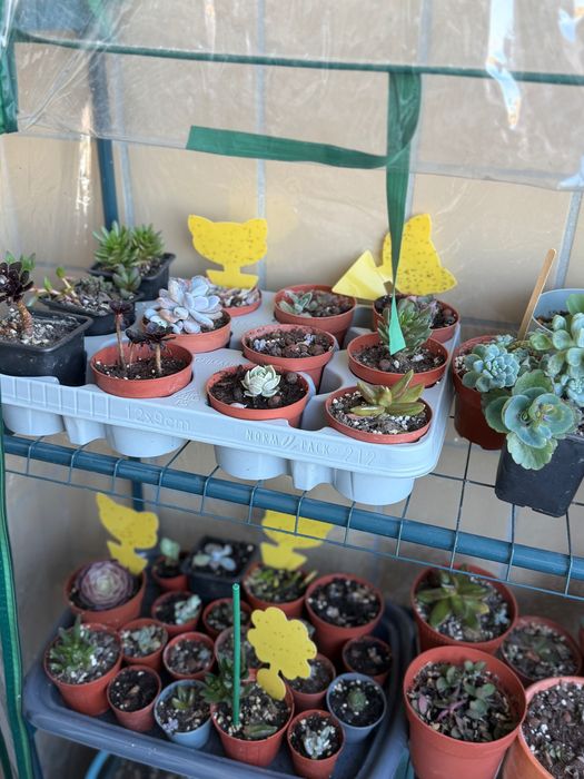 Suculentas e cactos