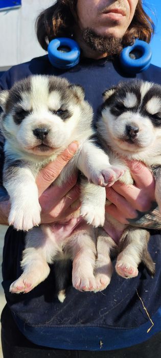 Цуценята сибірський хаскі