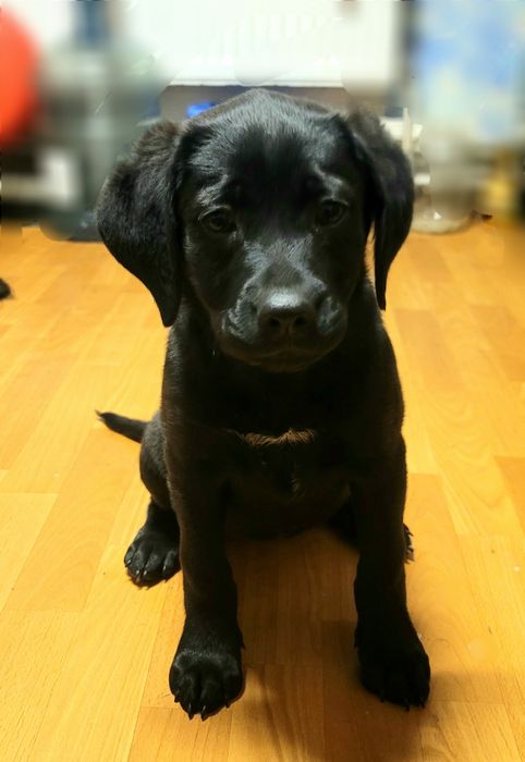 Лабрадор ретрівер