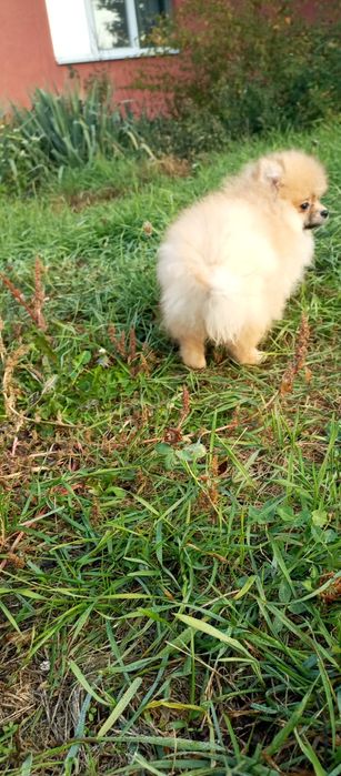 Простмаленькй янгол.