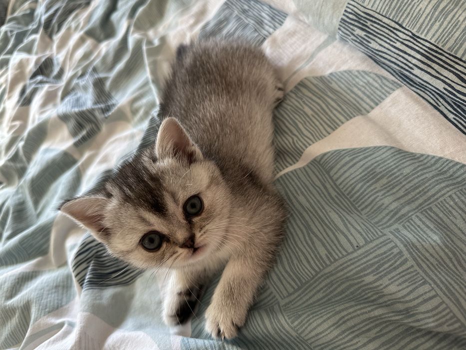 Шотландські  кошенятка