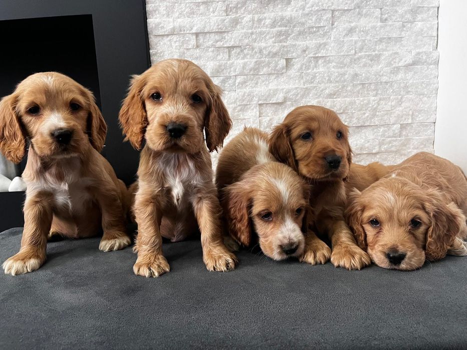 Piesek rasy Cocker spaniel