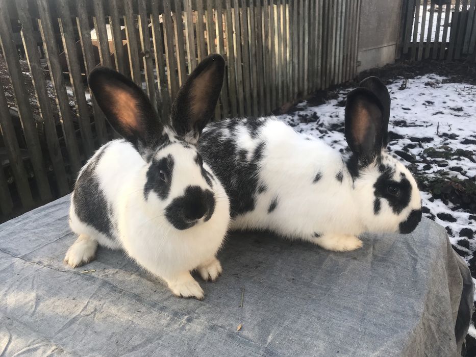 Кролики метелики( змішаних порід).