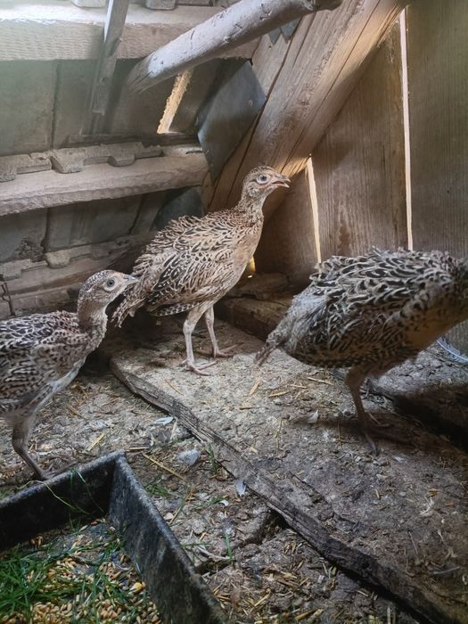 Bażanty  lęg naturalny