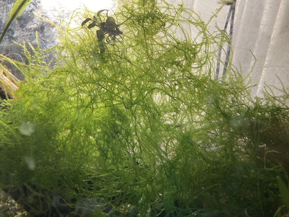 Mech wodny duza porcja