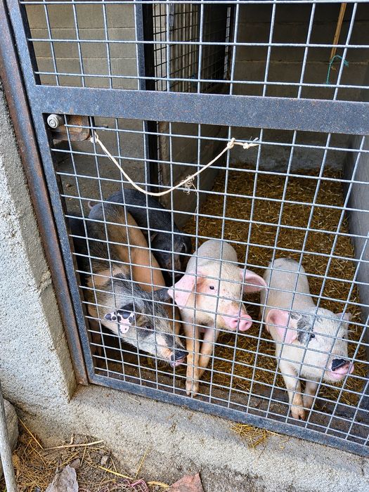 Leitões 2 meses de idade