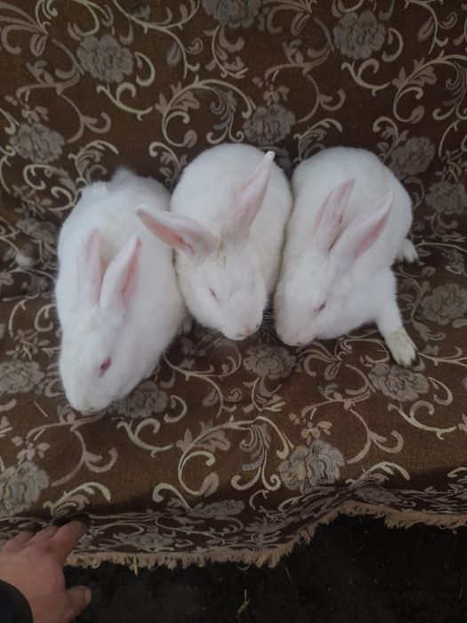 Продам кроликів термонці