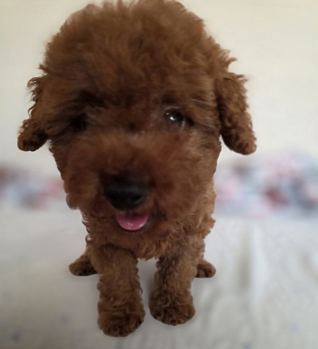 Pudel toy/mini dziewczyna