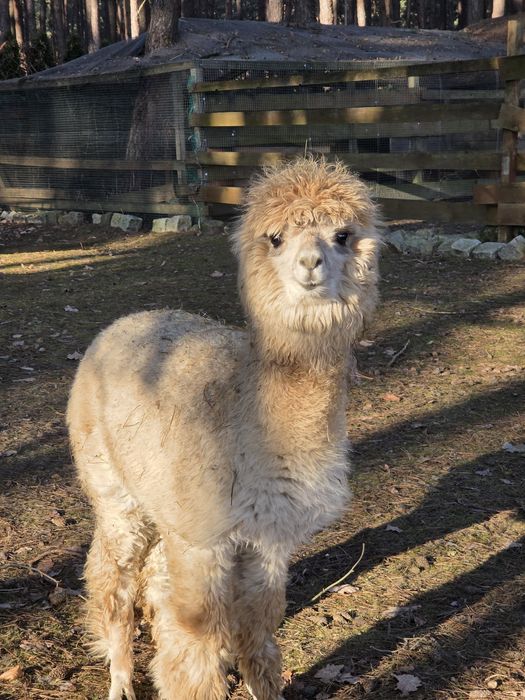 Alpaki huacaya  ostatnie 2 sztuki zamiana  albo sprzedaż