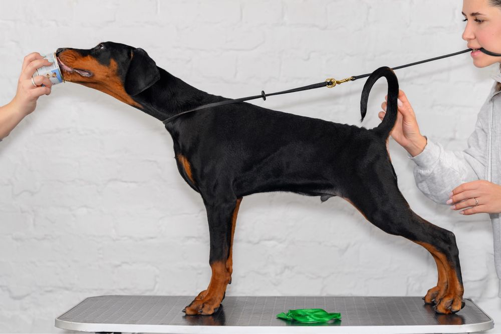 Доберман, 3,5 місяці, КСУ (FCI)