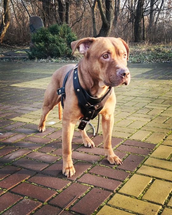 Предлагаю для вязки кобеля питбультерьера ККУ (питбуль, апбт)