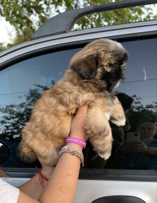 Шукаємо родину для шитцу