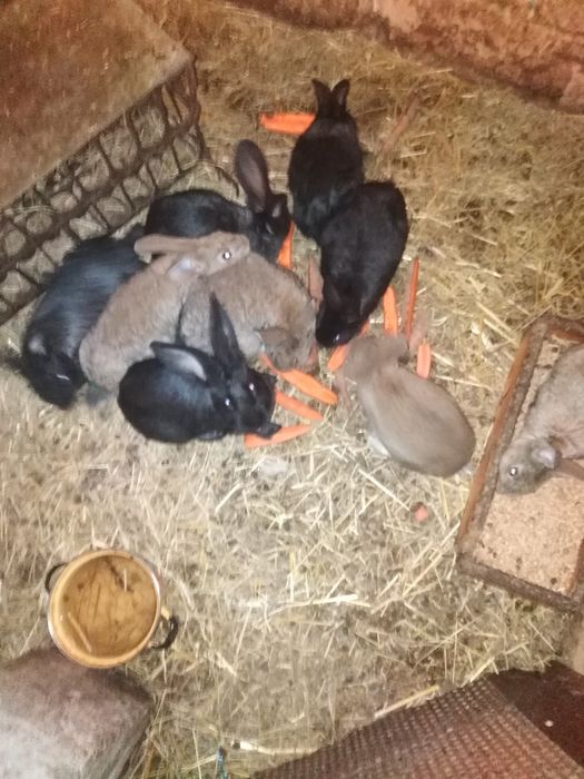 Sprzedam króliki mieszańce