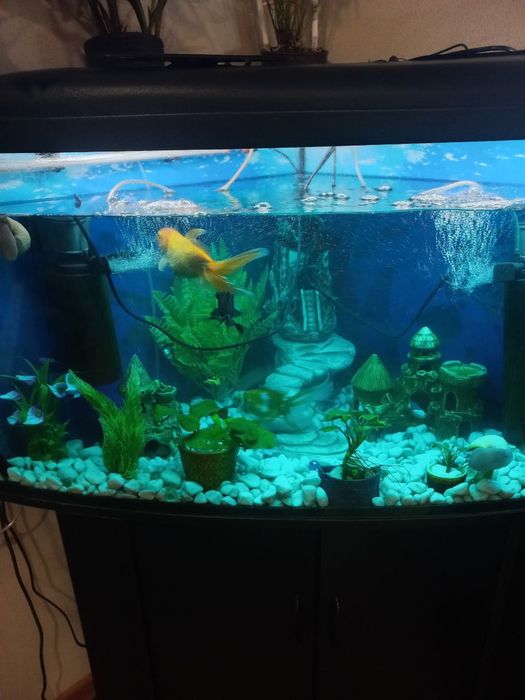 Аквариум угловой