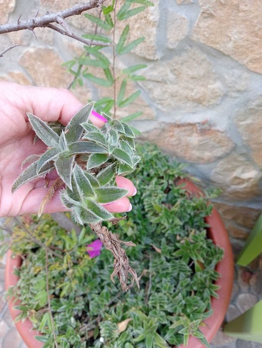 Planta natural para jardim peperomia Angulata