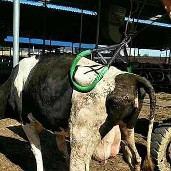 Urządzenie do podnoszenia bydła, ras średnich max. 900 kg podnośnik biodrowy