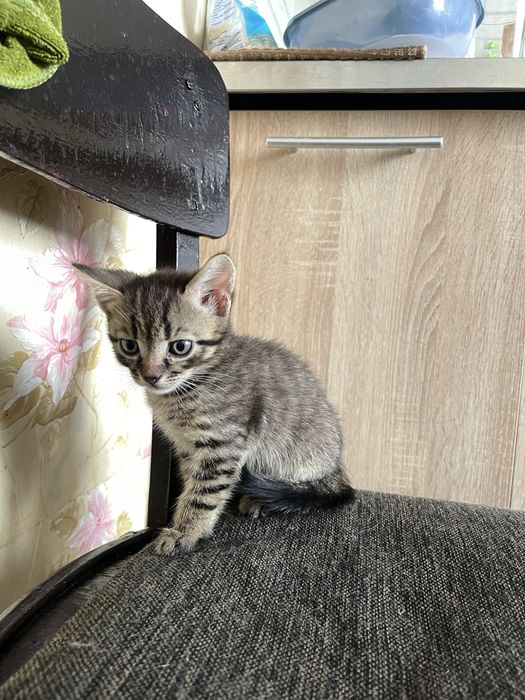 Британські кошенята
