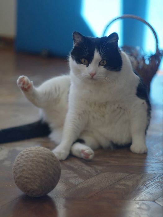 Котик шукає дім. Імʼя Кузя