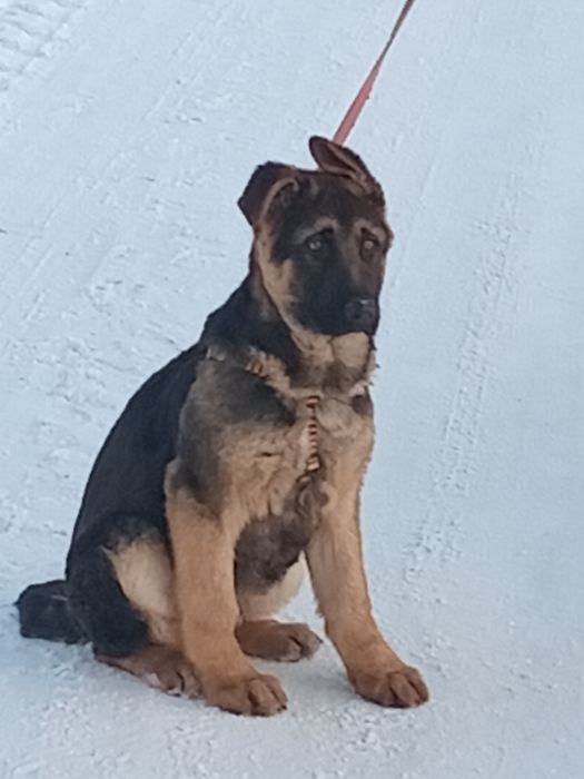 Німецька вівчарка